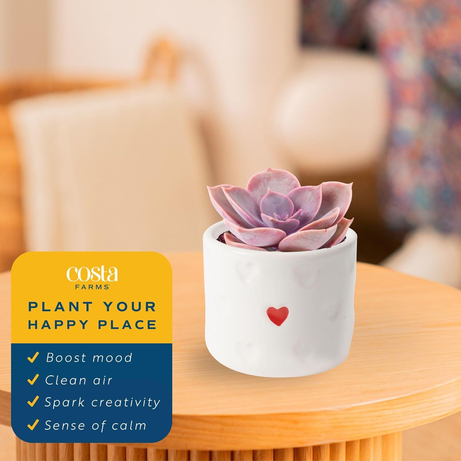 Costa Farms Succulent Plant, Live Indoor Plant Mini Succulent in Cute Decor Plant Pot, Potting Soil Mix, Grower's Choice, Room Decor, Housewarming Gift, 2-Inches Tall