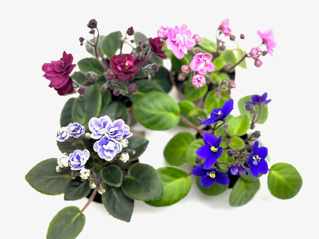 Generic 4 -Pack Miniature African Violets Live Plants 2 inch Pot, Good for Terrariums, Home Decor, Office Decor, Gift