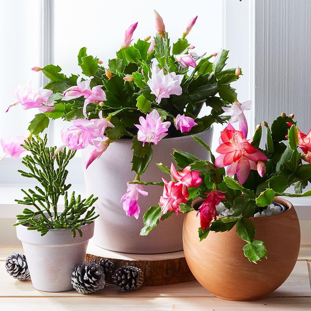 2 Christmas Cactus Plants Live, Holiday Blooming Indoor Plants Live Houseplants, Hanging Baskets Easy Care, Well-Rooted 5-8" Tall, No Pot, Bareroots, Single Stems (Mixed Christmas Cactus)
