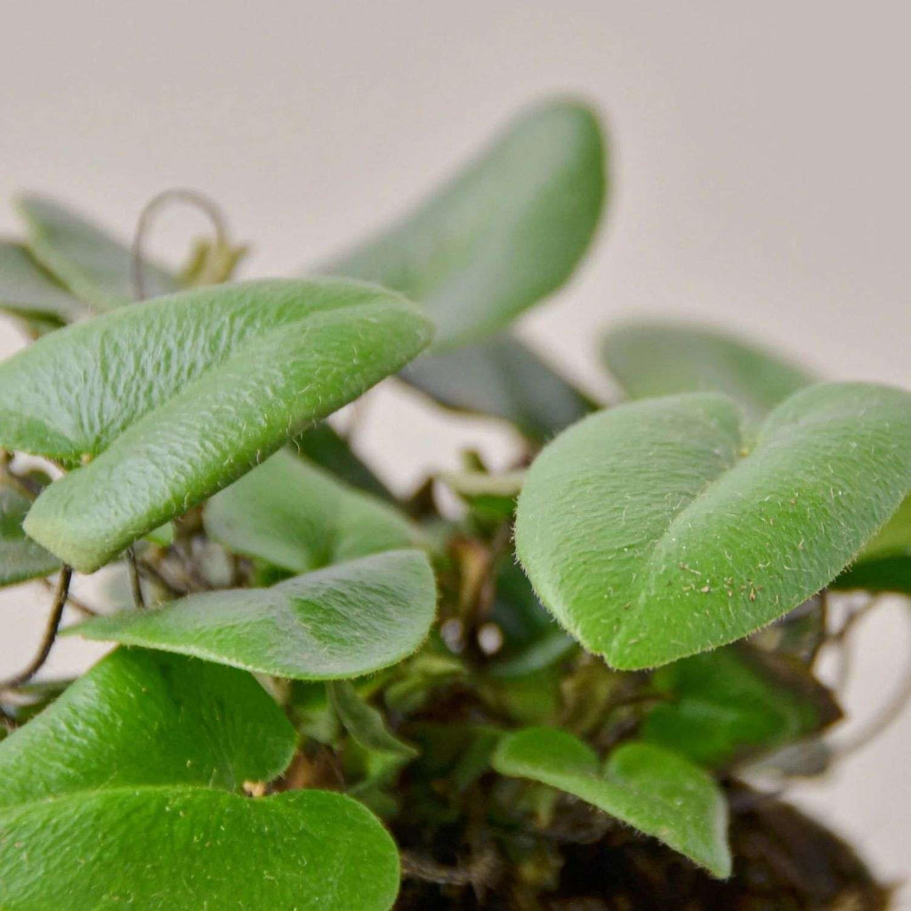 Heart Fern Live Plant for Indoor | Different Houseplants in 4'' & 6'' Pot | Real House Plant for Living Room, Office, Desk & Bathroom | Hemionitis Arifolia