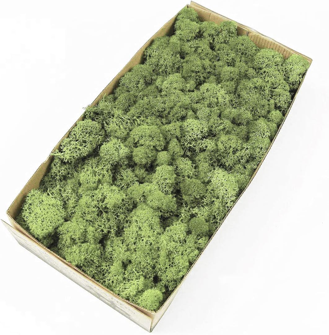 Preserved Reindeer Moss Natural Green DIY Kit Gardenning Art Wall Decor Florist Decor Easter Table Decor Wedding