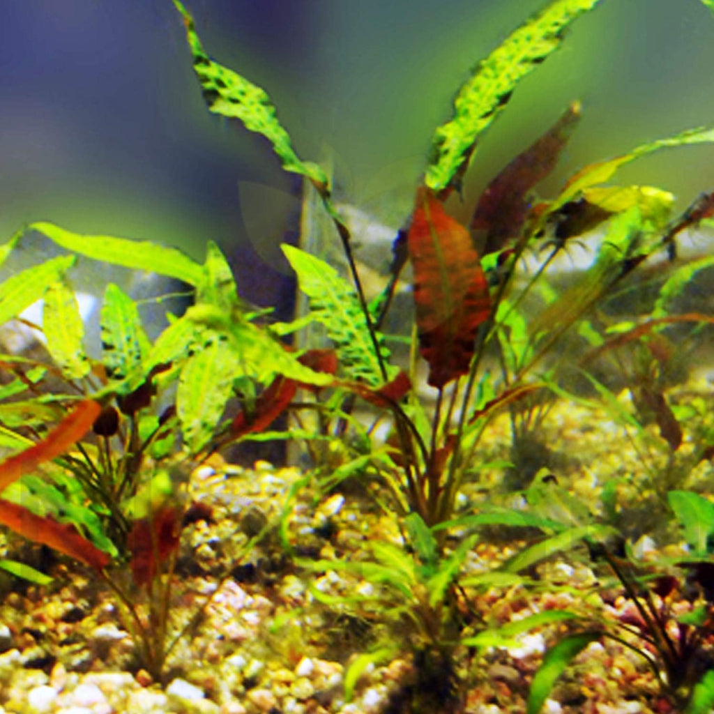 Cryptocoryne Wendtii "Red" Rooted Pot Freshwater Live Aquarium Plants Decoration