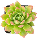 Sprout N Green Live Sedeveria Markus, 1 Pack Rare Mini Succulent Plant Fully Rooted in 2" Pot, Real House Plant for Indoor Outdoor Home Office Wedding Decoration DIY Projects Party Favor