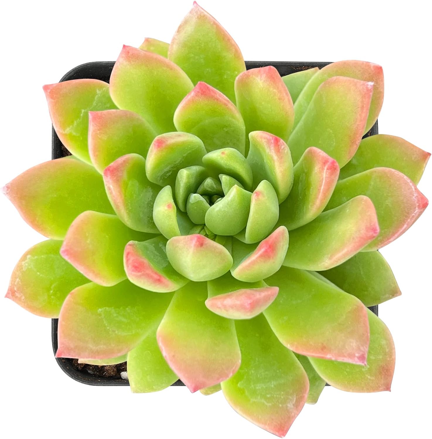 Sprout N Green Live Sedeveria Markus, 1 Pack Rare Mini Succulent Plant Fully Rooted in 2" Pot, Real House Plant for Indoor Outdoor Home Office Wedding Decoration DIY Projects Party Favor