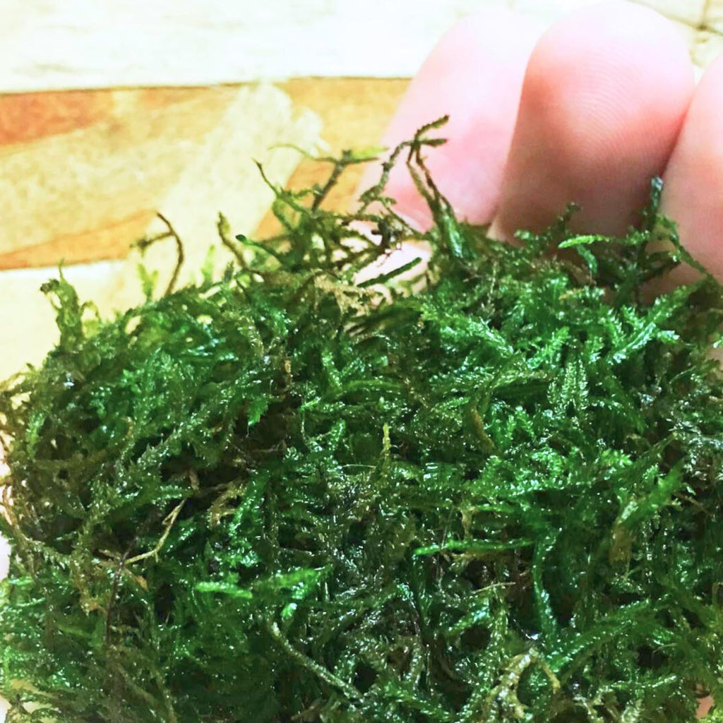 Java Moss | Vesicularia Dubyana Freshwater Live Aquarium Plant BUY2GET1FREE