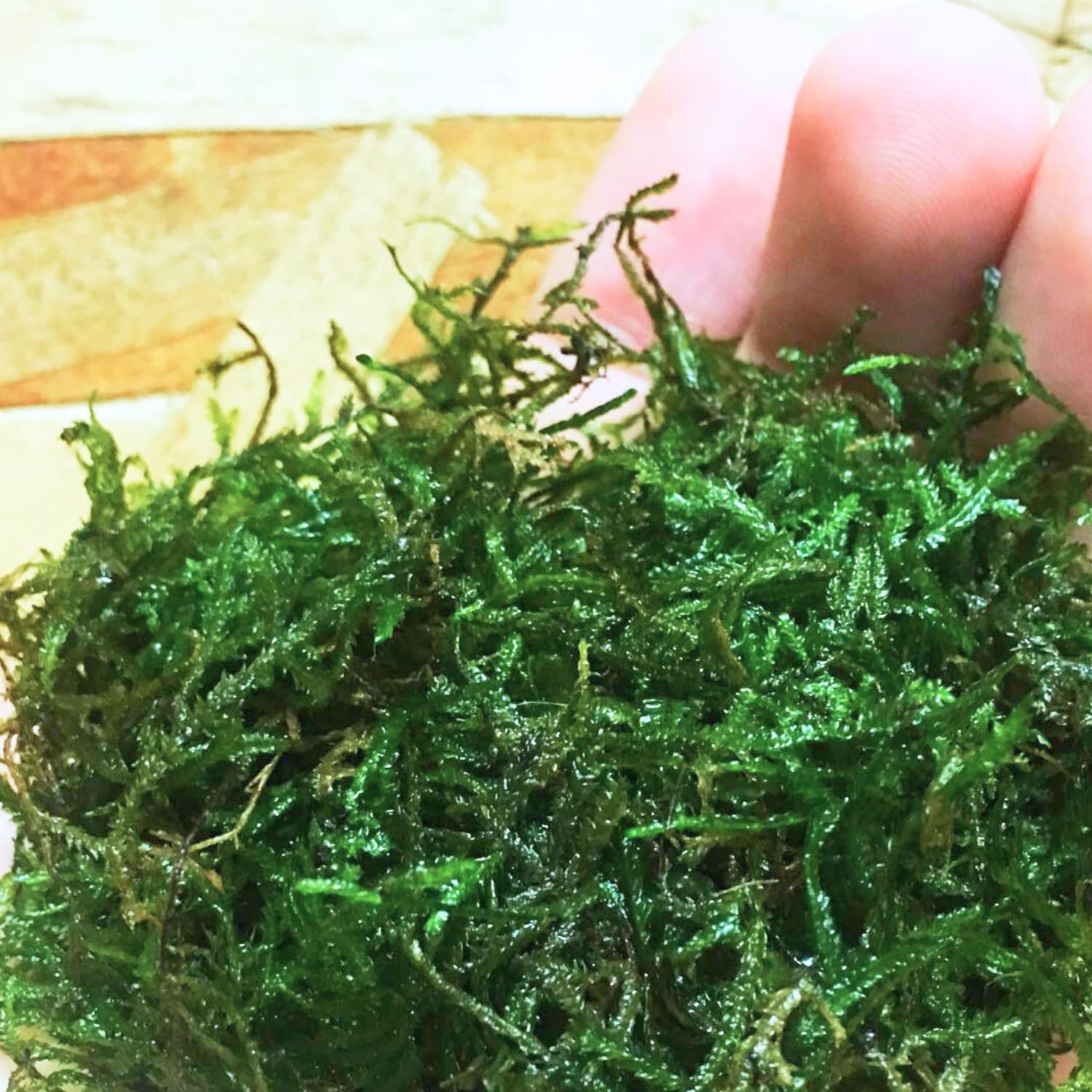 Java Moss | Vesicularia Dubyana Freshwater Live Aquarium Plant BUY2GET1FREE