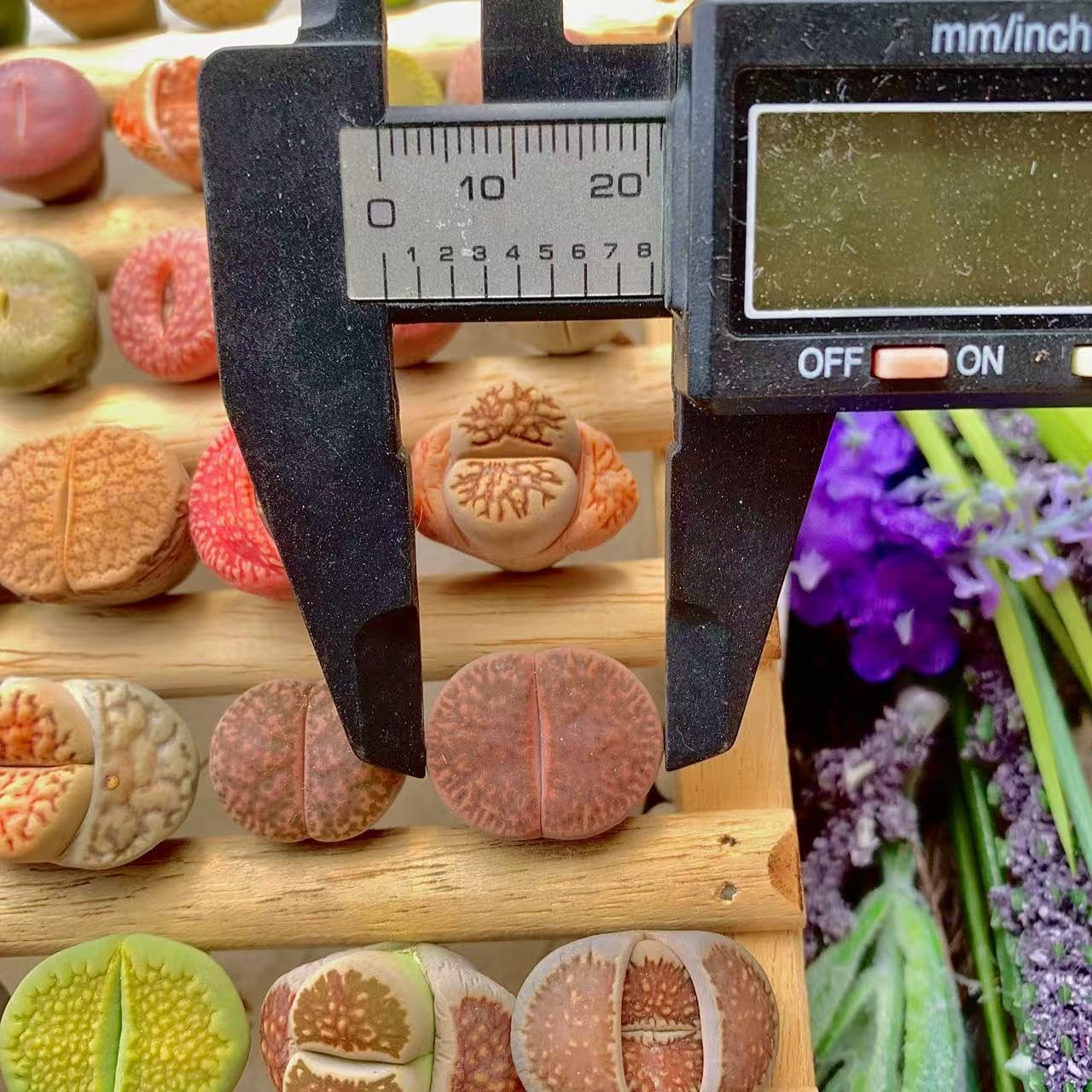 10 Pcs Lithops Succulent Plants Live – 0.6-0.8" Rare Living Stones Mix, Succulents Bare Root Without Pot & Soil, Easy-Care Indoor Office Desk Decoration, Unique Plant Gifts for Succulent Lovers