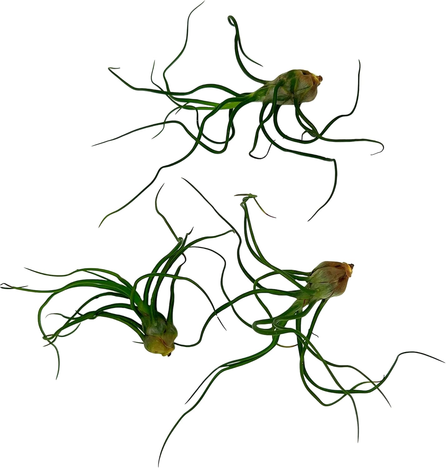 ragnaroc Air Plants - Flowering Tillandsia Bulbosa Guatemala, Large 3-5" - 3ct - Live Arrival Guaranteed - House Plants for Home Decor & Gift