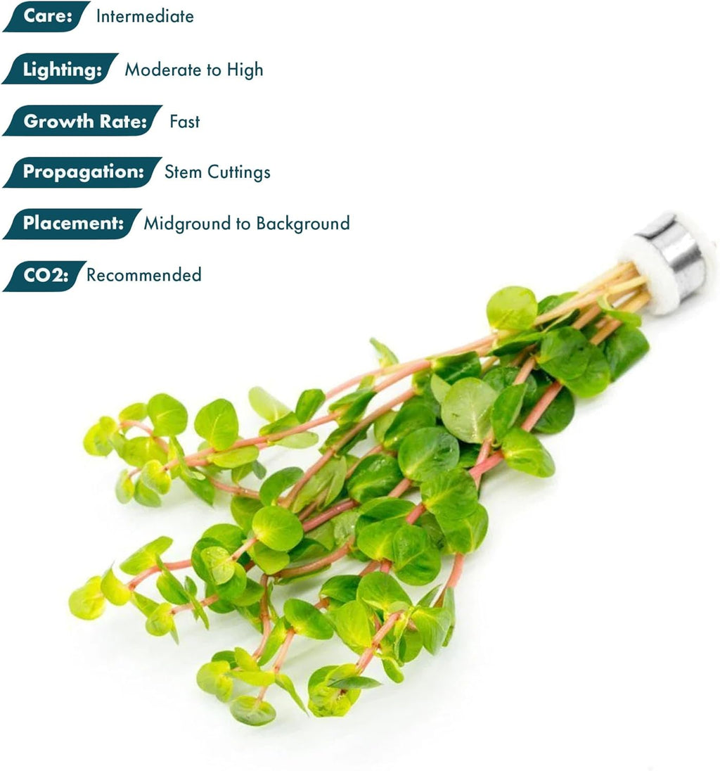SubstrateSource Live Aquarium Stem Plants - Freshwater Aquatic Plant for Fish Tanks, Aquascaping - (Rotala Rotundifolia Orange Juice, 1 Bunch)