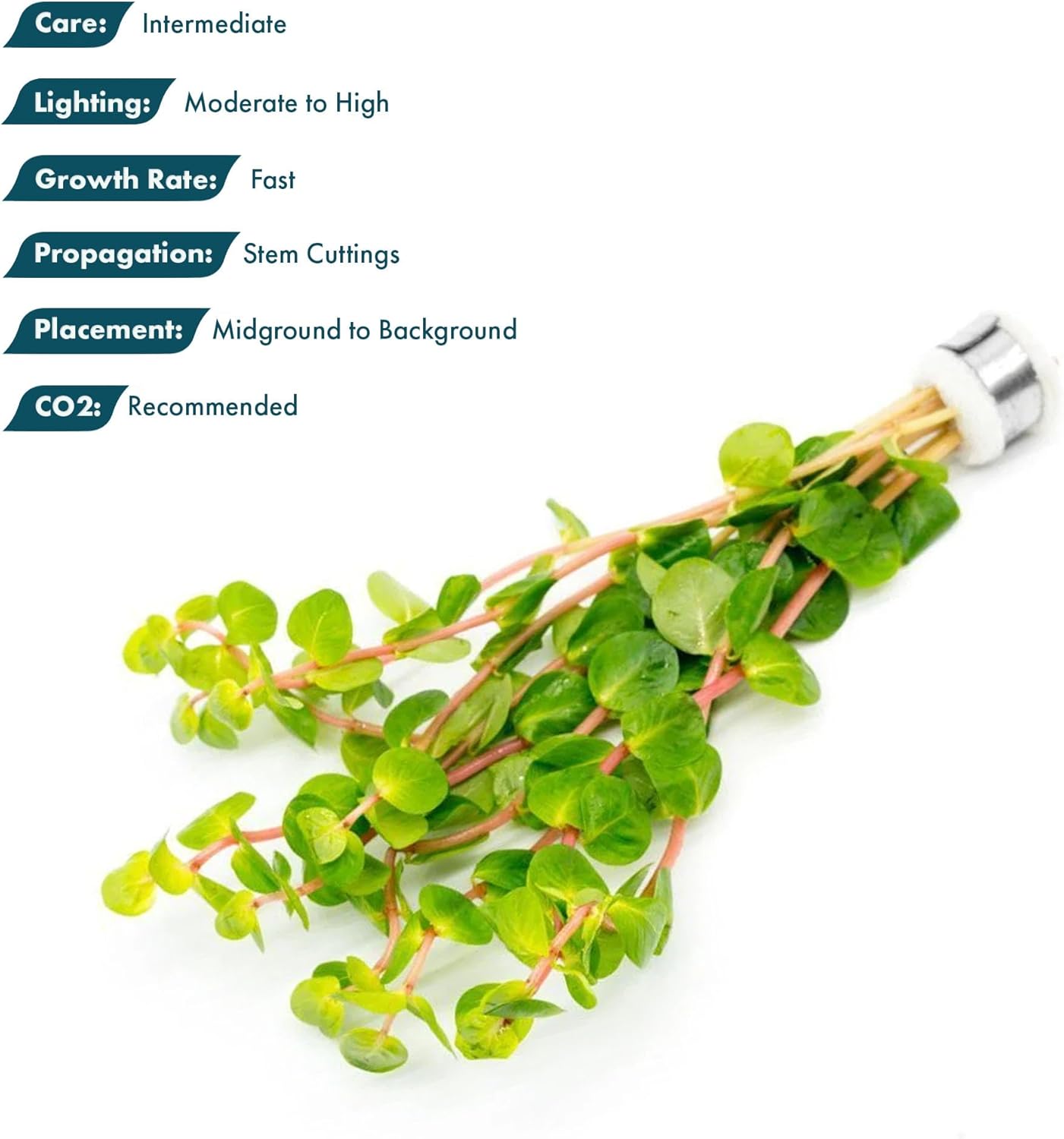SubstrateSource Live Aquarium Stem Plants - Freshwater Aquatic Plant for Fish Tanks, Aquascaping - (Rotala Rotundifolia Orange Juice, 1 Bunch)