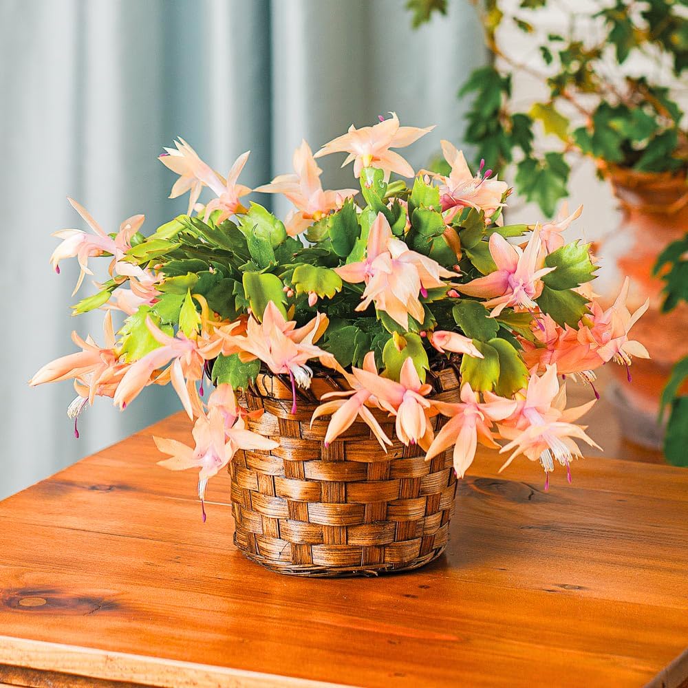 2 Salmon Christmas Cactus Plants, Thanksgiving Cactus 3-6 Inch Tall, Winter Succulents Flowers Container Hanging Basket Indoor Outdoor Planting