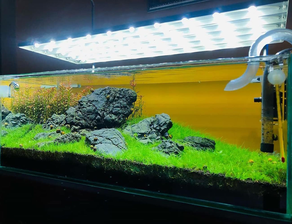 SubstrateSource Live Plant - Dwarf Hairgrass Eleocharis Belem Tissue Culture Aquatic Live Aquarium Plant - 100% Snail Free in Vitro Cup (Dwarf Hairgrass)