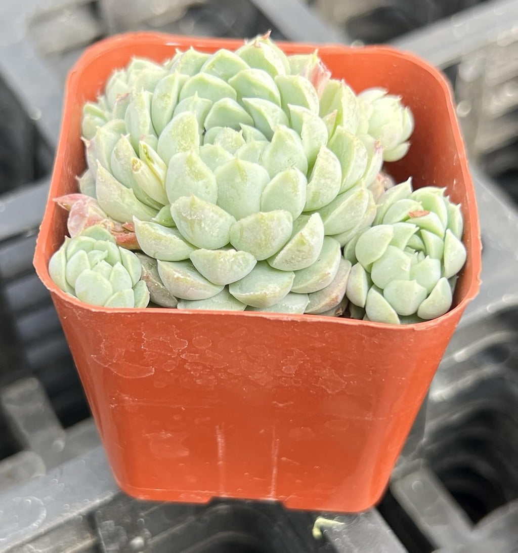 Sprout N Green Echeveria 'Ball of Fat', Rare Live Succulent Plant Fully Rooted in 2" Planter with Soil, Home Office Indoor Outdoor Wedding Decoration DIY Projects Party Favor