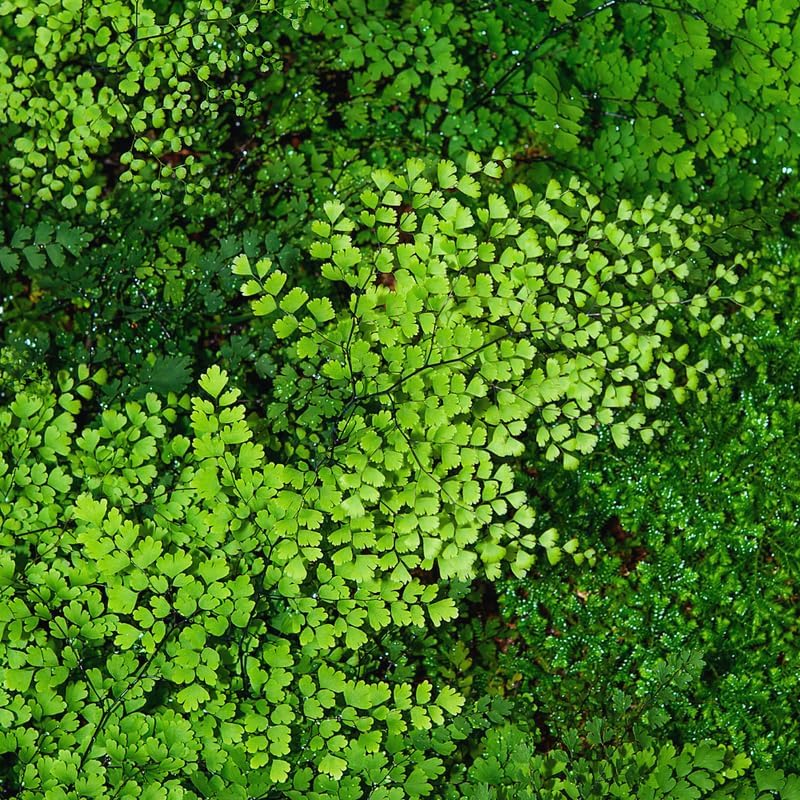 20 Maidenhair Fern Bare Roots Perennial Roots, Fern Live Plants for Gardening