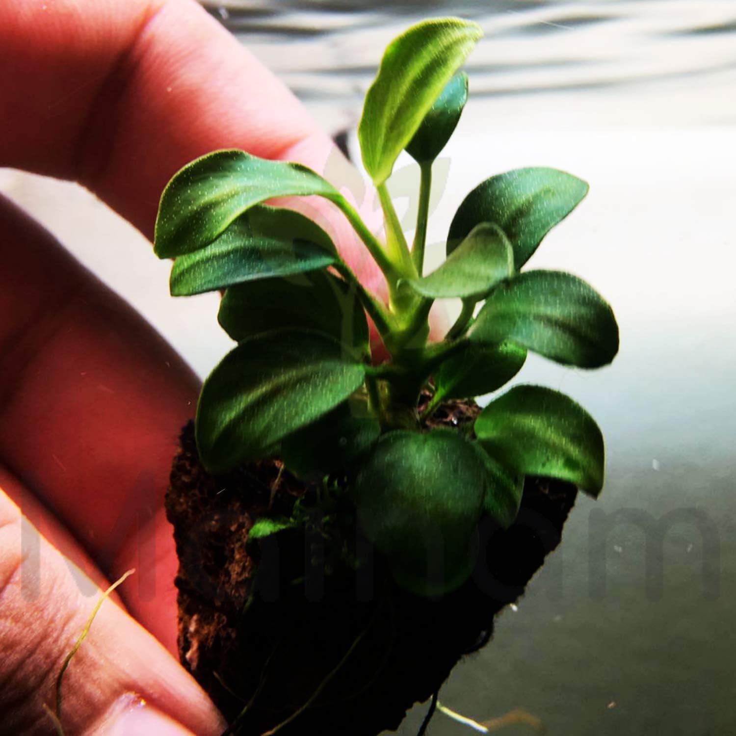 Anubias Nana Petite On Lava Rock 1" Live Aquarium Plant Perfect for Nano Betta Fish Tank