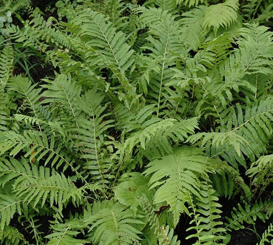 5 Christmas Fern Roots/Rhizomes - Polystichum acrostichoides - (5 Pack)