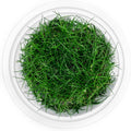 SubstrateSource Live Plant - Dwarf Hairgrass Eleocharis Belem Tissue Culture Aquatic Live Aquarium Plant - 100% Snail Free in Vitro Cup (Dwarf Hairgrass)