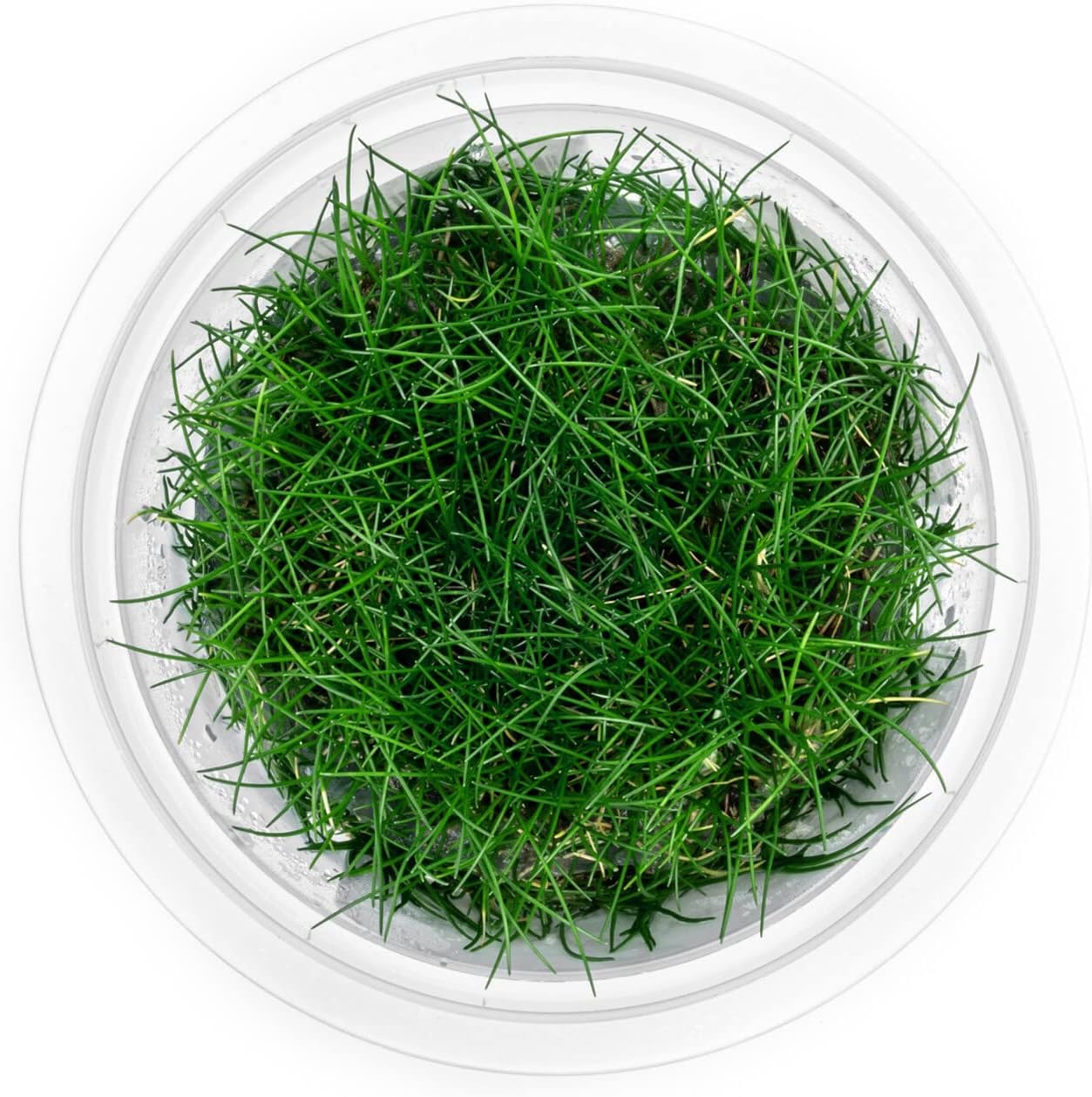 SubstrateSource Live Plant - Dwarf Hairgrass Eleocharis Belem Tissue Culture Aquatic Live Aquarium Plant - 100% Snail Free in Vitro Cup (Dwarf Hairgrass)