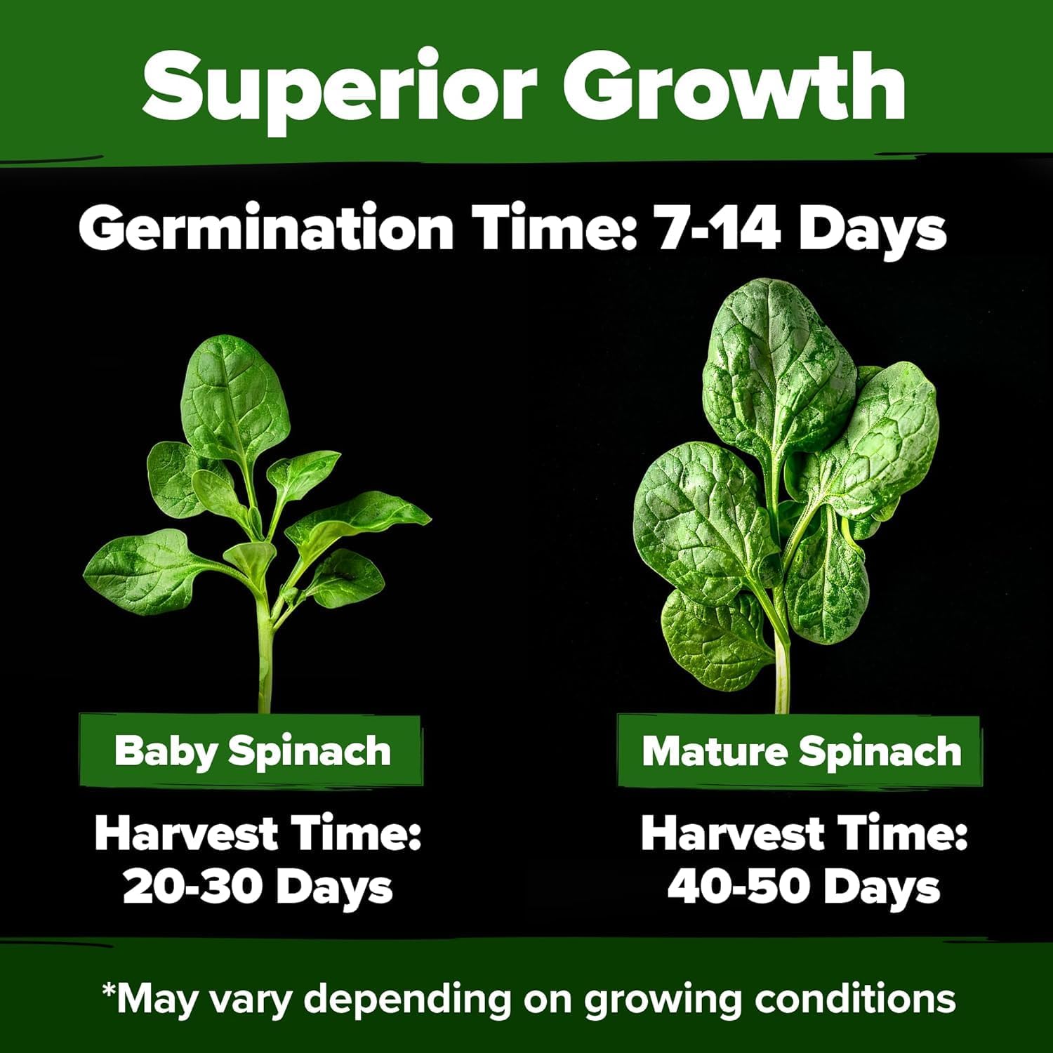 HOME GROWN Bloomsdale Spinach Seeds - 2 Bulk Packs (Spinacia oleracea) – 704 High Germination Heirloom Spinach Seeds for Planting – Leafy Green Lettuce – for Home Gardens
