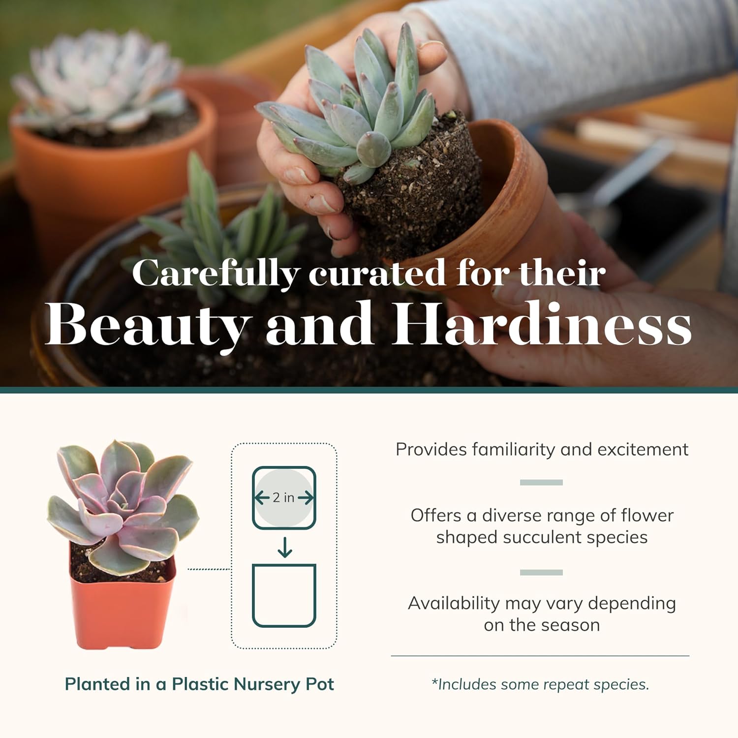 Shop Succulents Rosette Succulent Plant Pack Collection - Live Mini Succulent Plants, Low Maintenance, Floral Shaped Mix of Colors & Textures - Wedding and Party Favors, Gift & Garden, Pack of 4