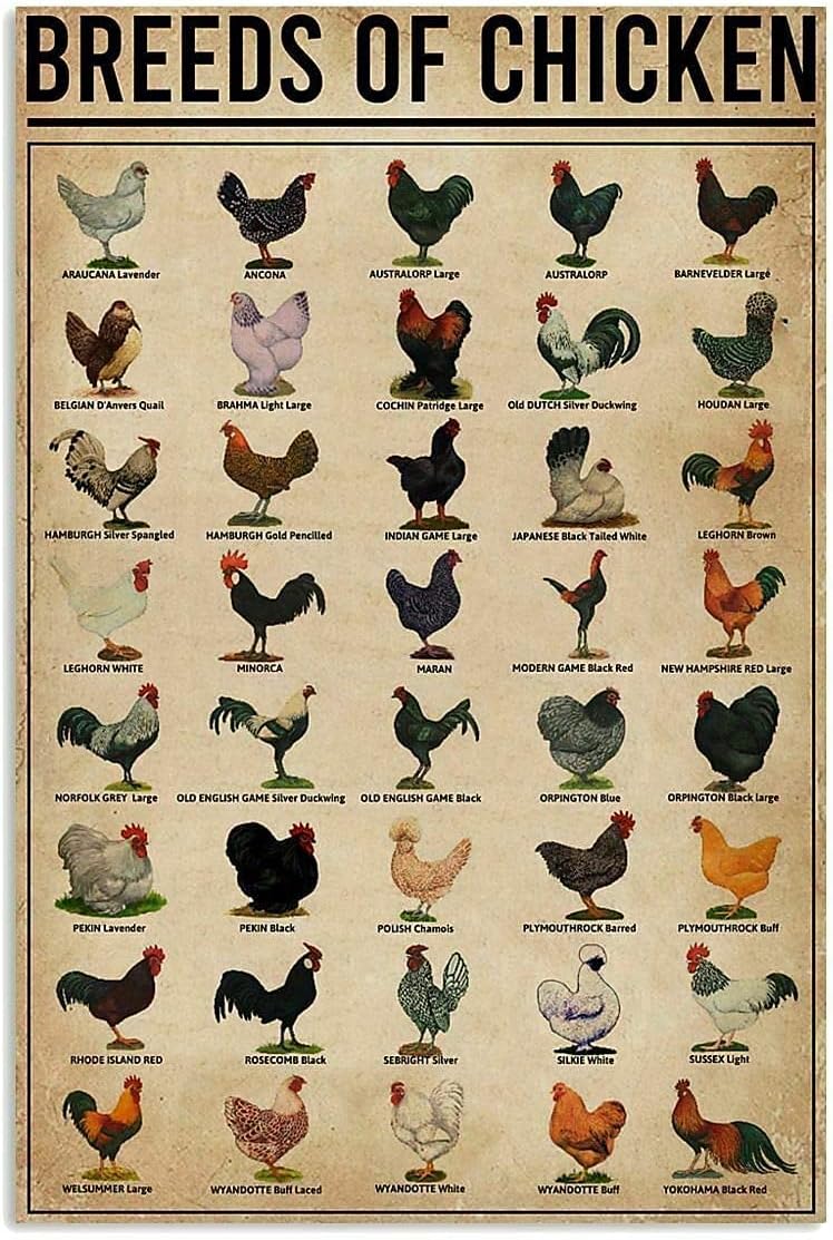 Breeds of Chickens Poster Wall Art Home Decor Vintage Iron Painting Metal Tin Signs Retro Novelty Coffee Shop Plate Warn Funny Humorous Bar Pub Restaurant Kitchen 8x12 Inch