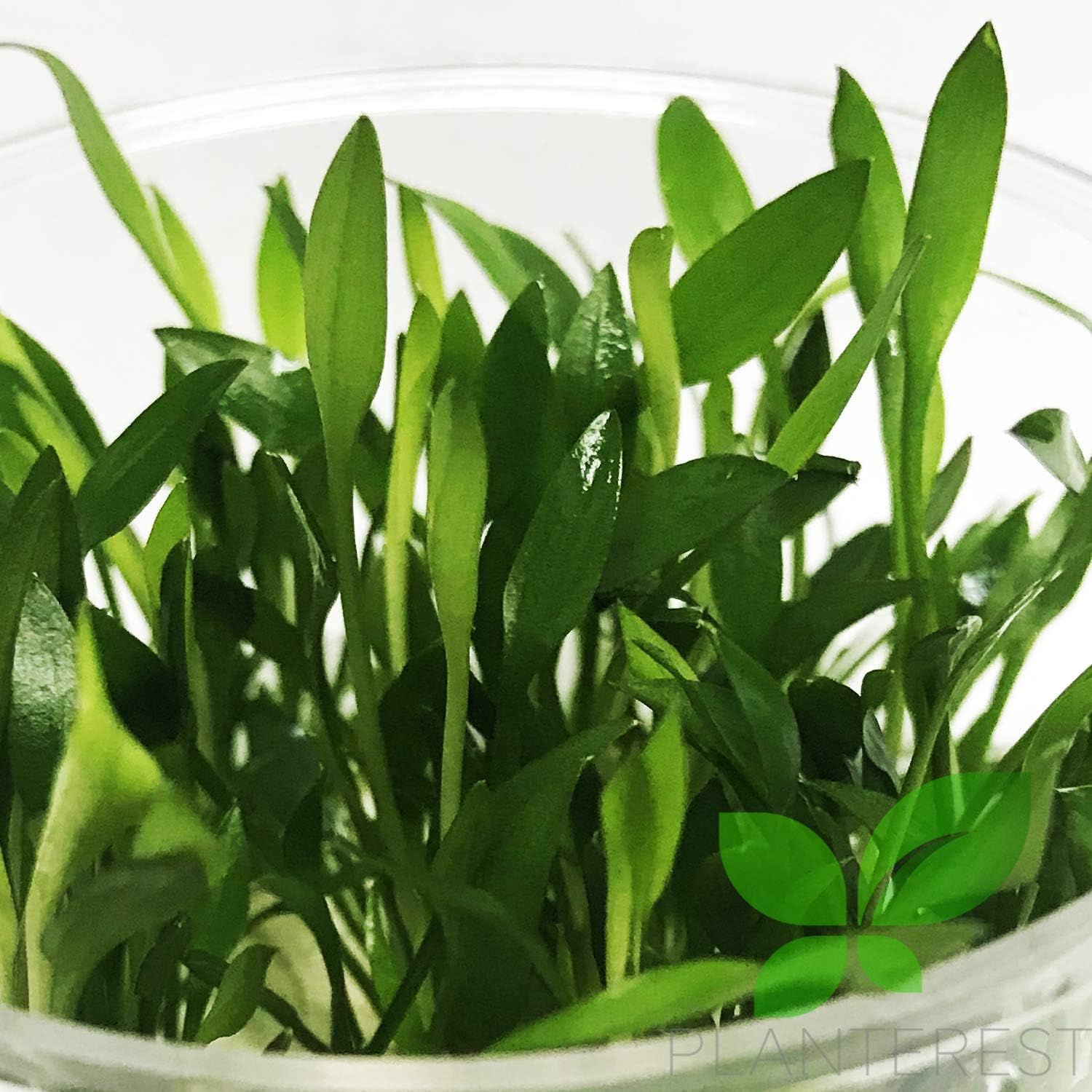 Cryptocoryne Assorted Tissue Culture Cup Freshwater Live Aquarium Plants Decoration BUY2GET1FREE (Cryptocoryne Lutea)