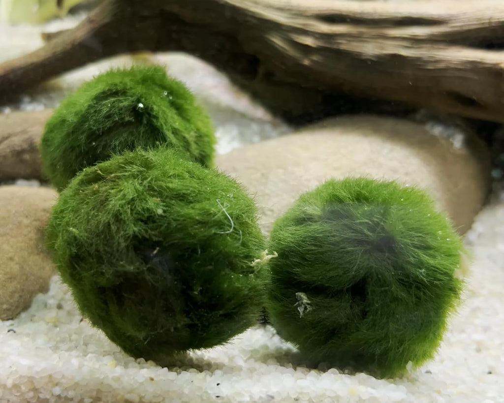 9 Large Live Moss Pebbles Balls for Aquariums - Decorative Green Algae Spheres for Enhanced Aquarium Aesthetics 1.3''-1.5'' (9)