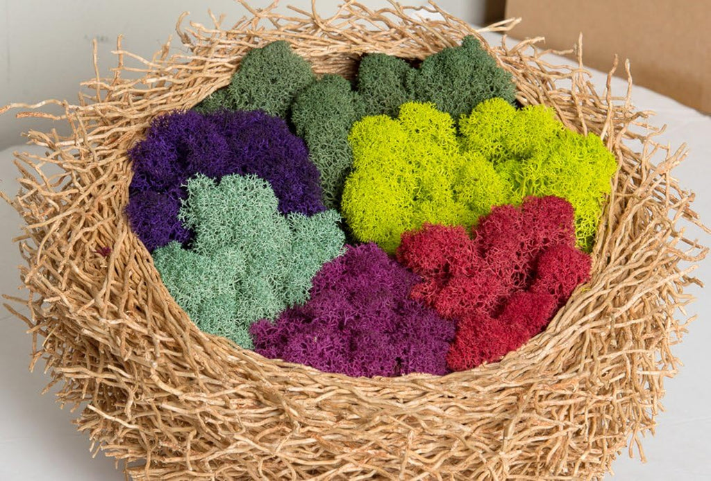 SuperMoss (25139) Reindeer Moss – Soft Preserved Moss for Home Decor, Crafts, Terrariums, Floral Design, and Wedding Decorations, 2,588 cu in, Fuchsia