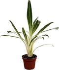 CoollectivePlants Aglaonema Bamboo – Live Indoor Plant in 4" Growers Pot - Elegant Green & Silver Foliage, Easy Care Low Light Houseplant
