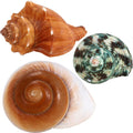3PCS Natural Hermit Crab Shells Size 2.5" - 3.5", Opening 1" - 2.5" Hermit Crab Supplies Pearl Turbo Seashell for Décor