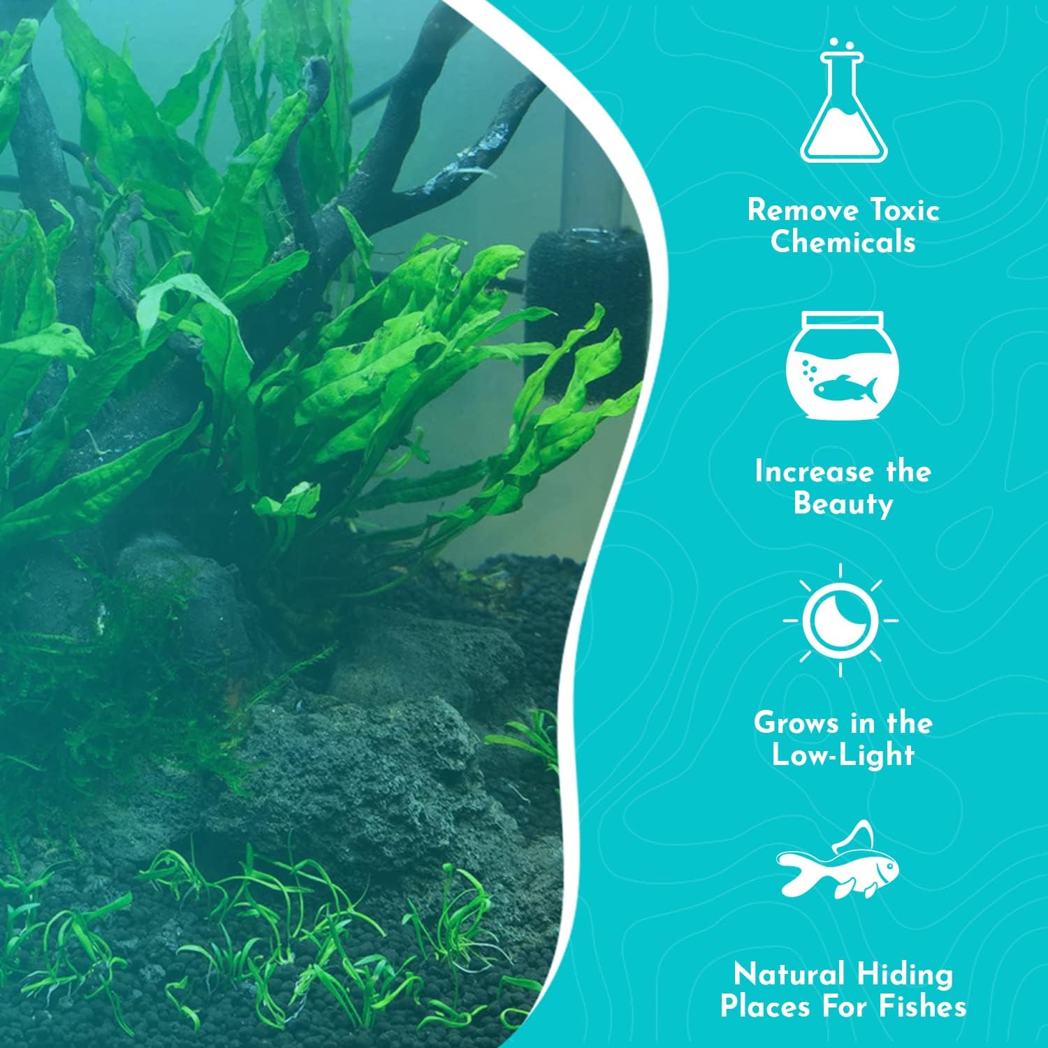 Live Java Fern Microsorum Pteropus on Mat Plant - Great for Modern Aquariums Provides Shelter to Baby Fish Fast Growth, Long Lasting & Easy Care Aquatic Plants Half Mat, Green