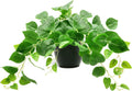 Tiita 1 Pack Fake Plants Artificial Scindapsus Aureus in Pots, Realistic Fake Greenery Potted Plants for Home Office Desk Window Sill Bathroom Bedroom Outdoor Indoor