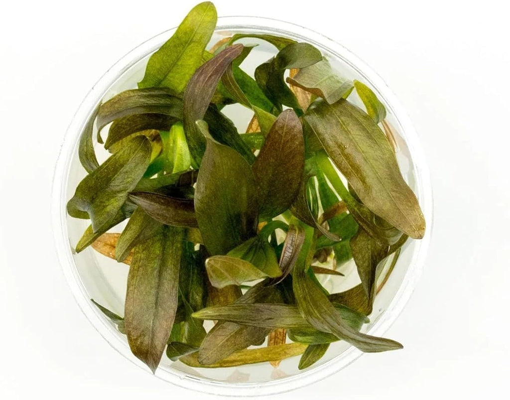 Ultum Nature Systems Echinodorus Rose Sword Tissue Culture Live Plant for Aquarium, Freshwater Fish Tank, Aquascaping - 100% Snail Free in Vitro