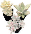 Sprout N Green Pachyphytum Succulent Collection, 3 Live Succulent Plant Fully Rooted in 2inch Starter Pot, Home Office Indoor Outdoor Wedding Decoration DIY Projects Party Favor