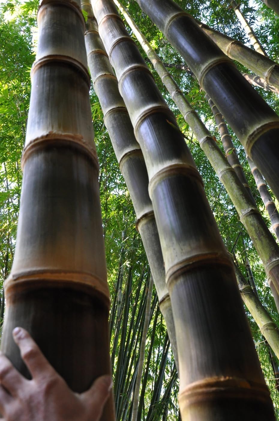 Black Bamboo | Dendrocalamus Asper Hitam | 3 Live Gallon Size Plants | Exotic Tropical Decor | Fast Growing Privacy Screen | Unique & Hardy