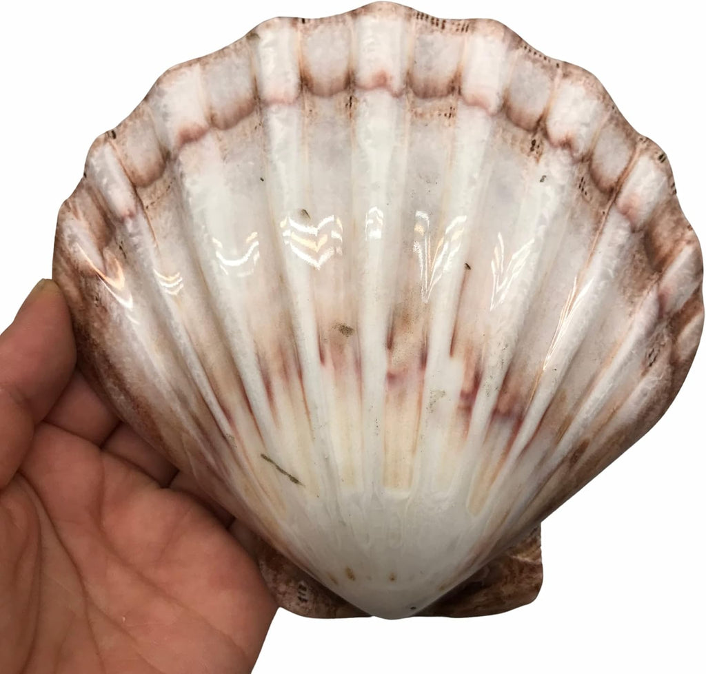 PEPPERLONELY 2 PC Polished Large Great Scallop Sea Shells, Brown Lion's Paw Baking Shells, 4-3/4 Inch