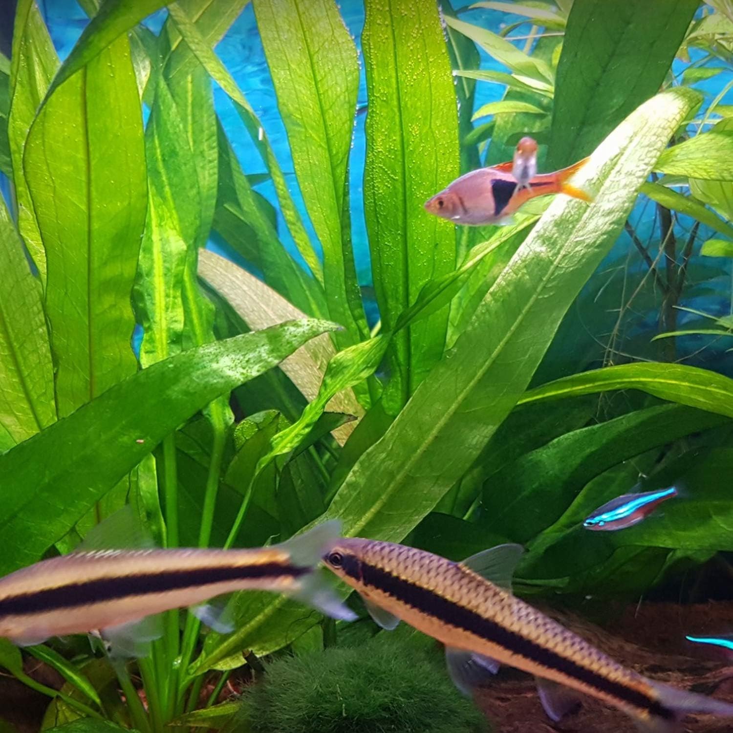 Greenpro 3-Bundles Amazon Sword | Echinodorus Bleheri Live Aquarium Plants Package Aquatic Freshwater Fish Tank Decorations