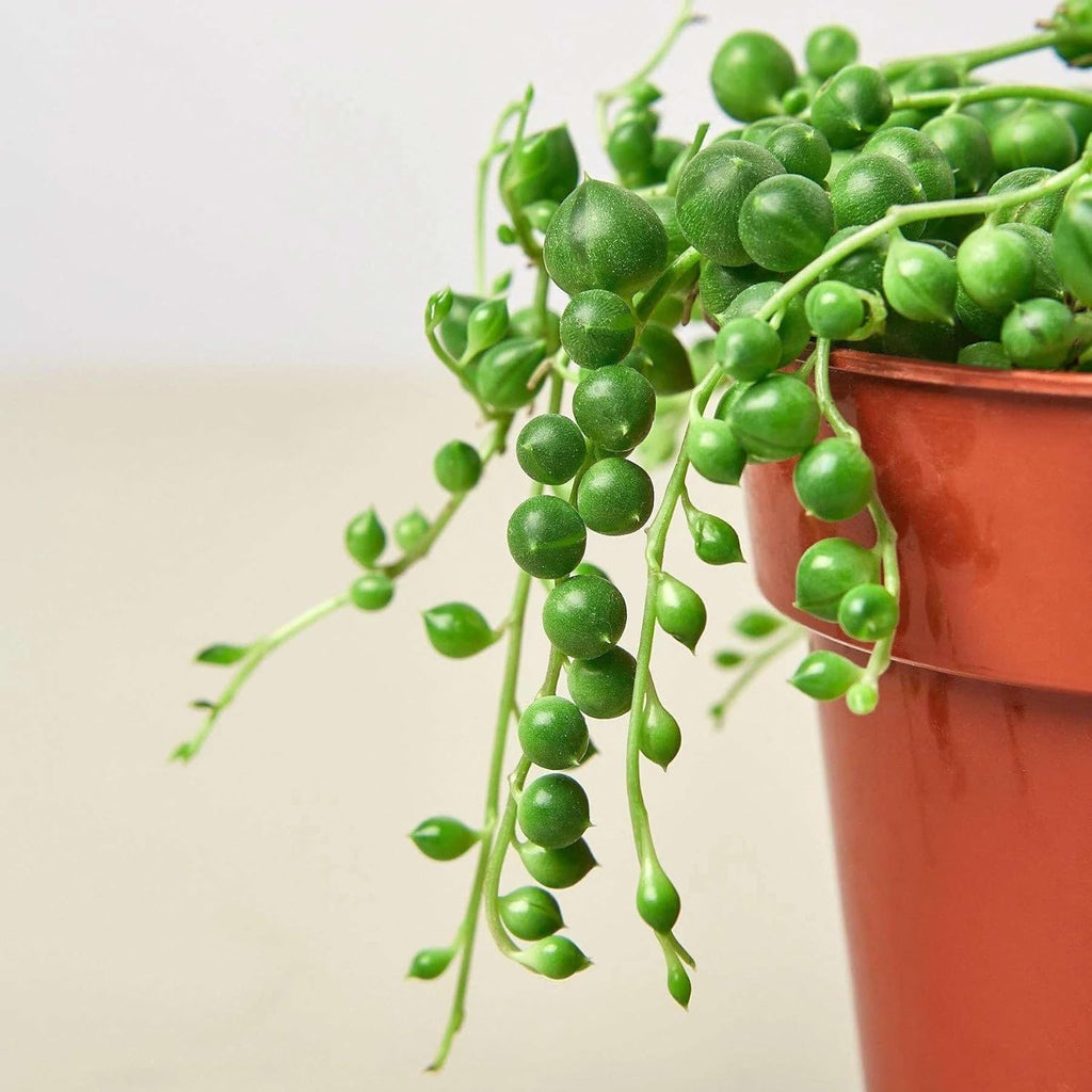 Succulent String of Pearls Live Plant for Indoor | Different Houseplants in 4'' & 6'' Pot | Real House Plant for Living Room, Office, Desk & Bathroom | Senecio rowleyanus
