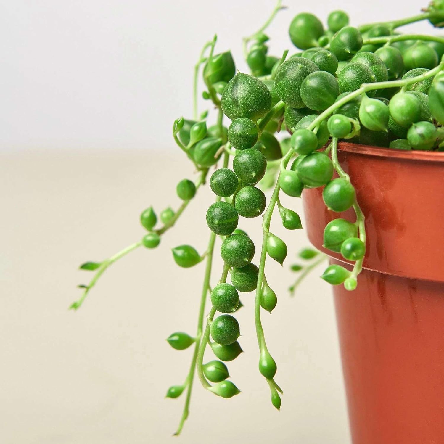 Succulent String of Pearls Live Plant for Indoor | Different Houseplants in 4'' & 6'' Pot | Real House Plant for Living Room, Office, Desk & Bathroom | Senecio rowleyanus