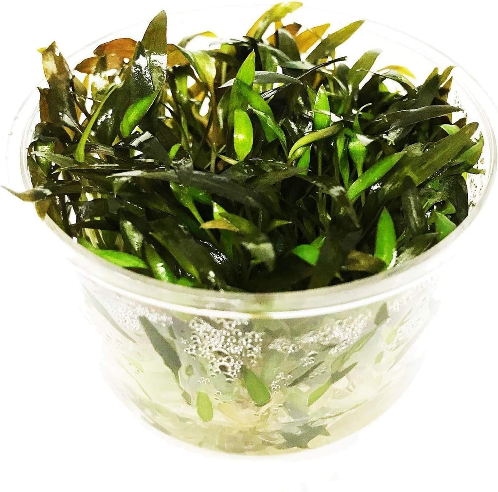 Cryptocoryne Mioya Freshwater Live Aquarium Plant in Tissue Culture Cup for Aquatic Fish Tank Decoration