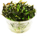 Cryptocoryne Mioya Freshwater Live Aquarium Plant in Tissue Culture Cup for Aquatic Fish Tank Decoration