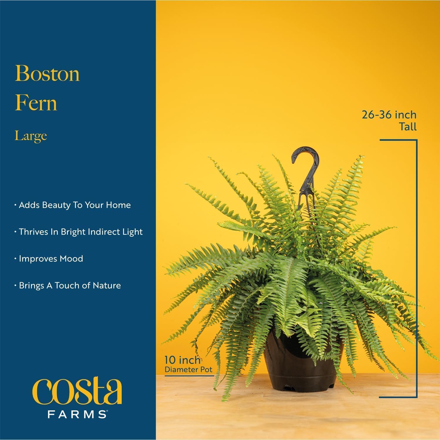Costa Farms Boston Fern Live Plant in Plastic Pot, Air Purifying Large Indoor & Outdoor Houseplant, Perfect for Home, Room, or Office Decor, Great House Warming or Birthday Gift, 2-3 Feet Tall
