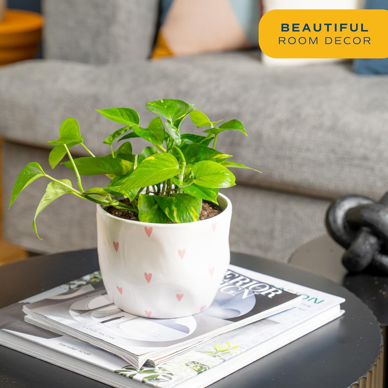 Costa Farms Golden Pothos Live Plant, Easy to Grow Vining Live Indoor Houseplant in Décor Planter, Real Plant for Housewarming Gift, Home or Room Decor, 10-12 Inches Tall