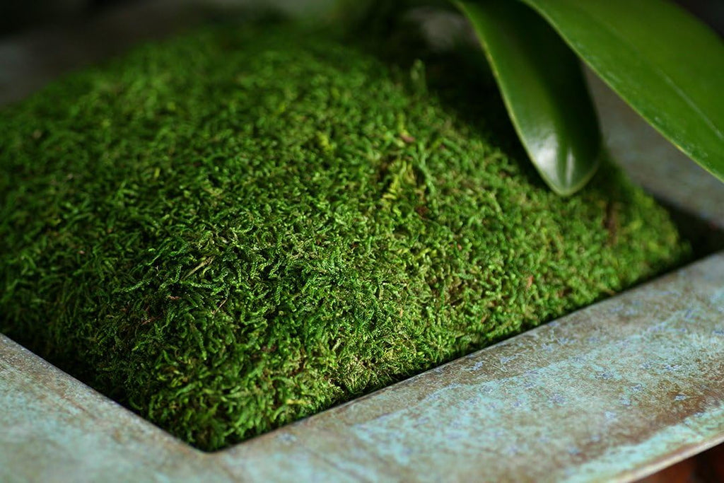 SuperMoss (21509) Sheet Moss Preserved, Fresh Green, 2oz