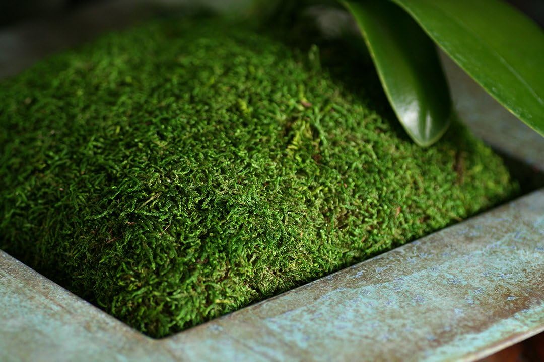 SuperMoss (21509) Sheet Moss Preserved, Fresh Green, 2oz