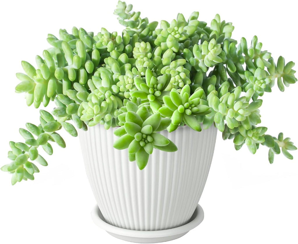 Donkey's Tail with 4" White Stripe Pot, Live Sedum Morganianum-Burro's Tail Succulent with Soil Mix, Rare House Plant for Home Office Wedding Indoor Outdoor Decoration, DIY Projects, Party Favor