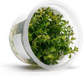 SubstrateSource Live Plants – Rotala sp. 'Myanmar' – High Light, Greenish-Red to Golden-Red Accent Freshwater Aquatic Stem Plant, Midground to Background Placement – Tissue Culture, 1 Pack