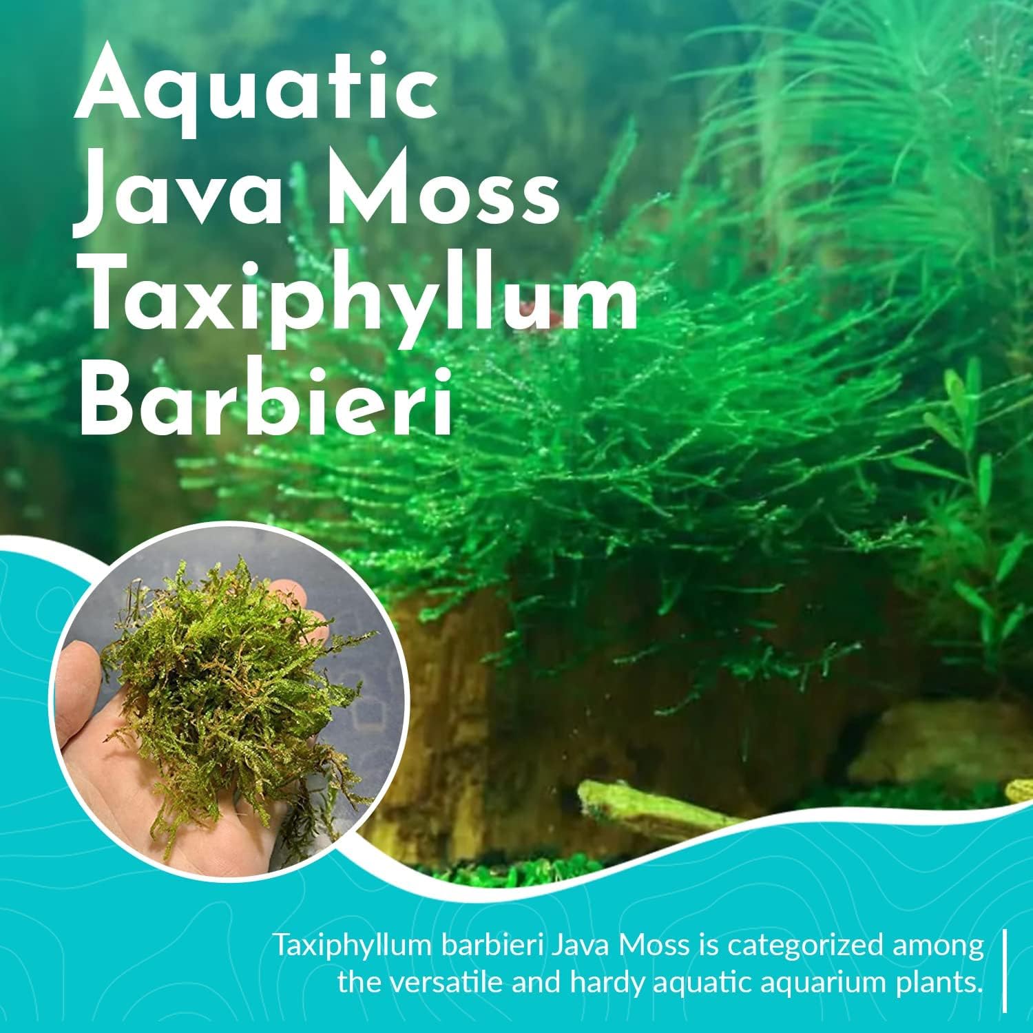 5 Pack Java Moss Taxiphyllum Barbieri Portions