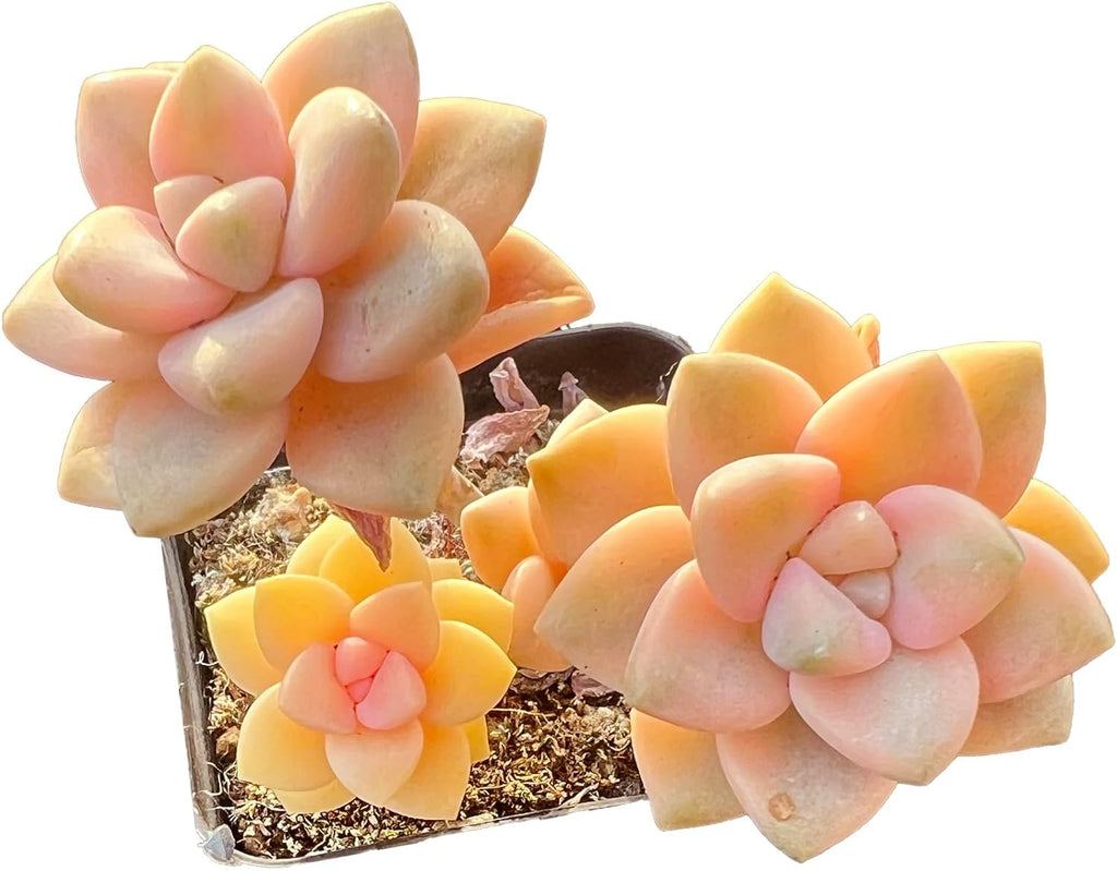 FWPP,Succulents Plants Live Graptoveria Paraguayense Bernalense Variegated, 2-3 Heads 4", Bare Root Without Pot Soil, Garden Indoor Office Desk, Wedding Baby Shower Decoration, Friend Lovers Gifts