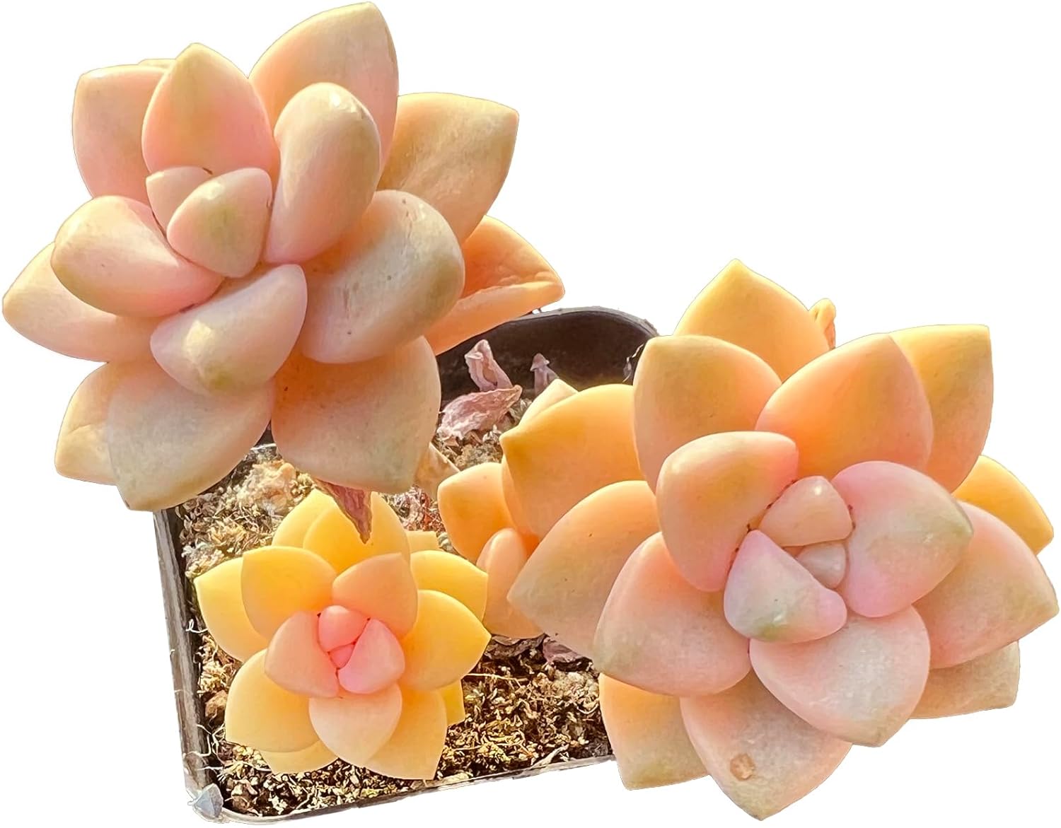 FWPP,Succulents Plants Live Graptoveria Paraguayense Bernalense Variegated, 2-3 Heads 4", Bare Root Without Pot Soil, Garden Indoor Office Desk, Wedding Baby Shower Decoration, Friend Lovers Gifts